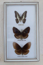 Cadre papillons entomologie d'occasion  Marigny