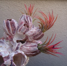Large purple barnacle for sale  Castaic