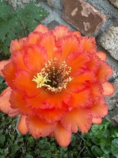 Ibrido trichocereus ka2021.32. usato  Spedire a Italy