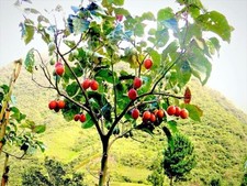 Tamarillo cyphomandra betacea for sale  EASTLEIGH