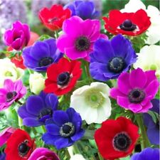 Anemone caen mix for sale  Hollister