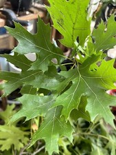 Shumard oak tree for sale  Fort Worth