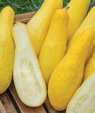 Straightneck squash seed for sale  Etowah
