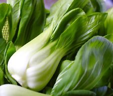 Chinese white pak for sale  DEWSBURY