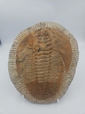 trilobites for sale trilobites for sale NESTON