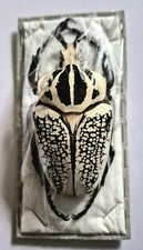 Giant goliathus meleagris d'occasion  France