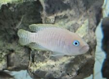 Male neolamprologus multifasci for sale  Grandville