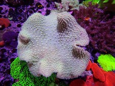 Large leather coral for sale  CLACTON-ON-SEA