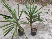 Prezzo ribassato yucca usato  Italia