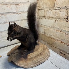 Vintage black squirrel for sale  Portville