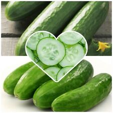 Mini cucumber seeds for sale  GLOUCESTER