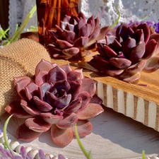Echeveria black mamba for sale  Syosset