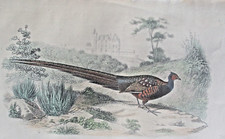 Gravure ancienne d'occasion  Aiffres