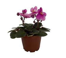 Miniature african violet for sale  White Bluff