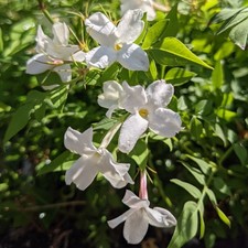 Easy grow jasmine for sale  San Marcos