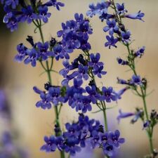 Thompson morgan penstemon for sale  IPSWICH