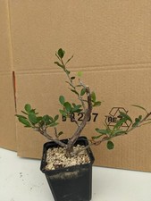 Bursera schlechtendallii kakte gebraucht kaufen  Stuttgart