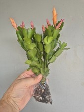 Christmas cactus large for sale  LONDON