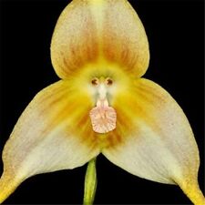 Semi orchidea forma usato  Reggio Calabria