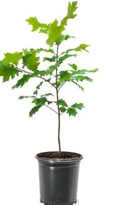 Southern red oak for sale  Pollok
