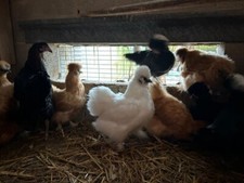 12x mixed silkie for sale  SEVENOAKS