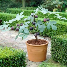 Easy grow fig for sale  San Marcos