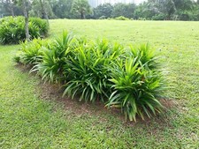 Pandan plant plug for sale  Bossier City