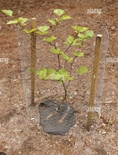 10cm green beech for sale  BLACKWOOD