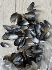 Mussel shells 1kg for sale  LONDON