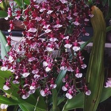 Onc. sherry baby for sale  Fairfield
