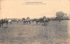 Scene normande elevage d'occasion  France
