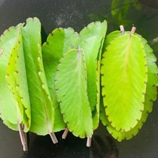 Miracle plant fresh for sale  Jupiter