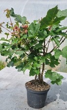 Prebonsai feldahorn acer gebraucht kaufen  Solingen