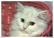 ASHP4-0248-GATO - Gato Blanco En Una Cesta Roja, usado comprar usado ASHP4-0248-GATO - Gato Blanco En Una Cesta Roja, usado comprar usado  Enviando para Brazil