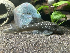 L128 blue phantom for sale  HARLOW