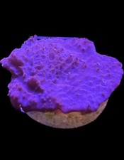 Live coral sponge for sale  Tampa