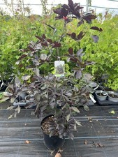 Weeping purple beech for sale  CHORLEY