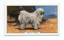 Tibetan terrier 1938 for sale  COLEFORD