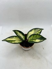 Hoya carnosa tricolour. for sale  MUIR OF ORD