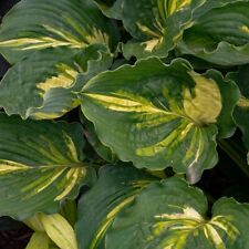 Hosta lakeside paisley for sale  New Castle