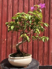 Bonsaï bougainvillier glabra d'occasion  Cuges-les-Pins