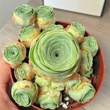 Multi heads aeonium for sale  WALSALL