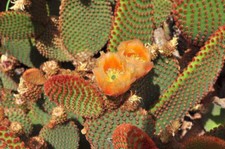Taglio opuntia microdasys usato  Trappeto