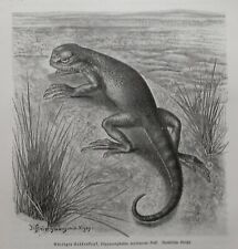 phrynocephalus mystaceus usato  Spedire a Italy