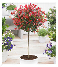 Immergrünes photinia stämmch gebraucht kaufen  Bensheim