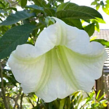 Snowy angel trumpet for sale  Shipping to Ireland