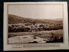 Bulgarie elevage buffles d'occasion Bulgarie elevage buffles d'occasion  Beaumont-de-Lomagne