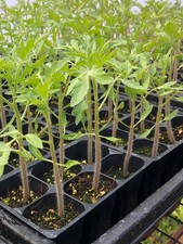 planting tables potting for sale planting tables potting for sale USA