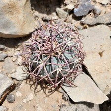 Red white spine for sale  El Paso