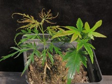 Seed grown acer for sale  Rochester